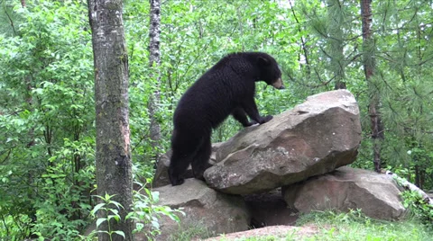 A bear in the woods 6 Stock Footage 39948591