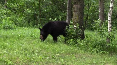 A bear in the woods Stock-Footage 39948586