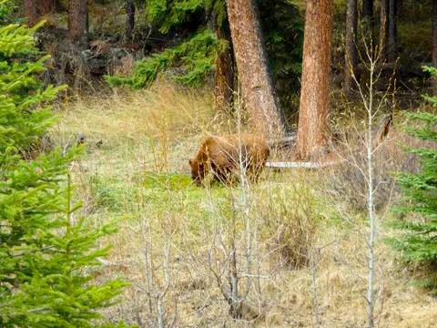 A bear in the woods Stock Photos