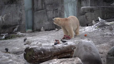 Bear in the zoo. A bear protects its food from birds. Stock Footage 262708576