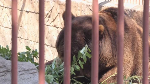 Bear in the zoo. a brown bear born in captivity eats branches in a cage Stock Footage 219952839