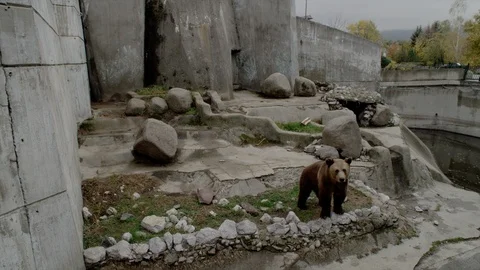 A Bear in a Zoo Enclosure Stock Footage 93183263