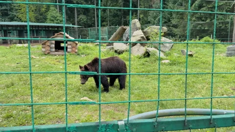 Bear in Zoo Enclosure Stock Footage 328611264