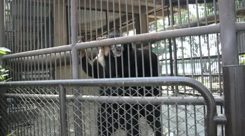 Bear in zoo Stock Footage 10861491