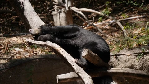 Bear In The Zoo Stock Footage 87772244