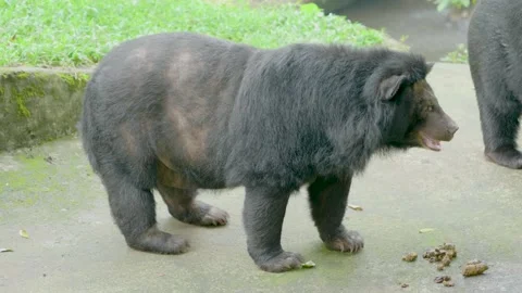 The bear at the zoo. Stockbeeldmateriaal 143773848