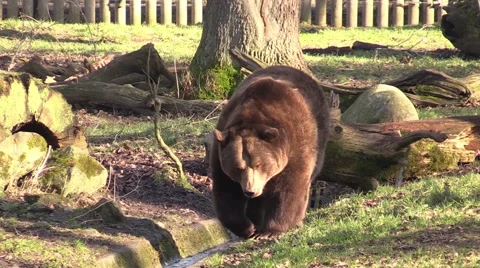 Bear in a zoo in Germany Stock Footage 47813286