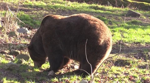 Bear in a zoo in Germany Stock Footage 47813892