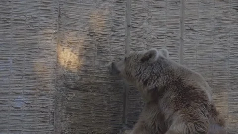A bear in the zoo looking around and shakes his body in slow motion Stock Footage 131901901