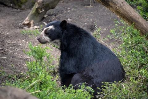 A bear at the zoo Stock Photos