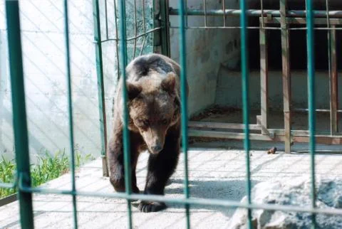 Bear in the zoo Stock Photos