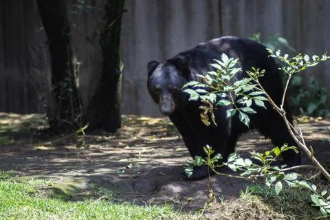 Bear on zoo Stock Photos