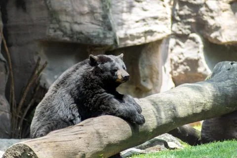 Bear on zoo Stock Photos