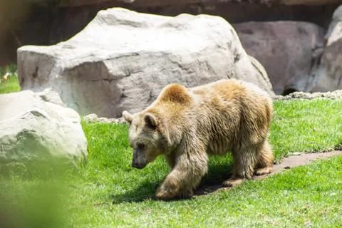 Bear on zoo Stock Photos