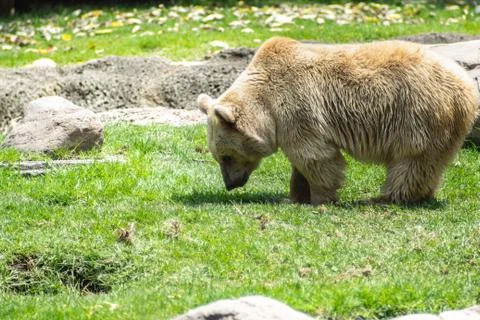 Bear on zoo Stock Photos