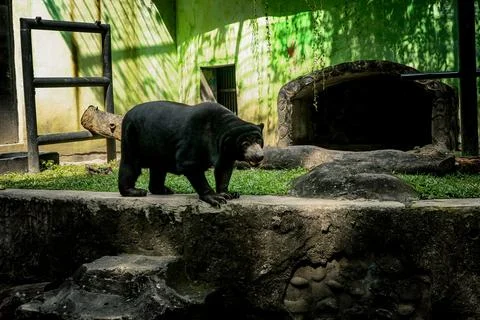 Bear at the zoo Stock Photos