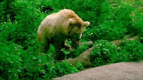 Bear in the zoo. Selective focus. Video stock 260413995