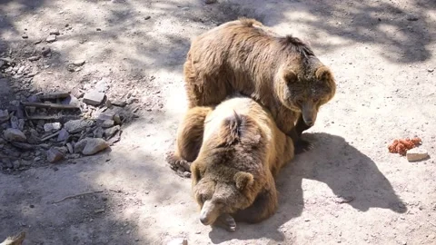 Bear at the zoo. Two bears together playful outdoors. 库存影片 140187877