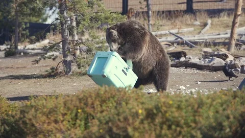 Bear of zoological park Stock Footage 106441489