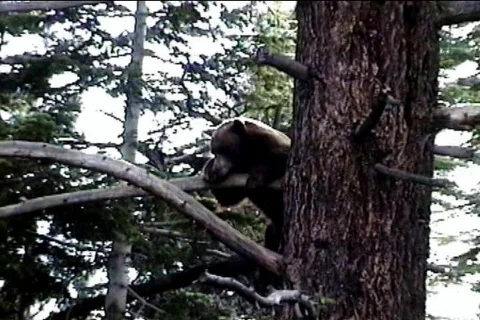 Bear1 Video stock 82585