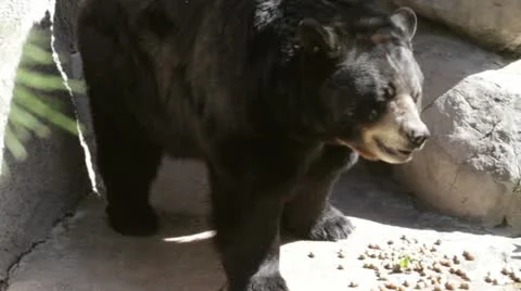 Bear1 Video stock 10880508