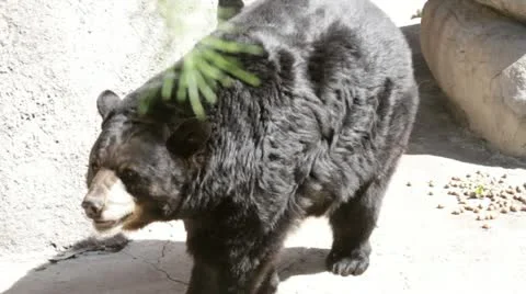 Bear2 Stock Footage 10880623
