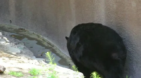 Bear3 Stock Footage 10880650