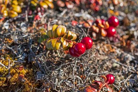 Bearberries in the fall in the arctic Фото