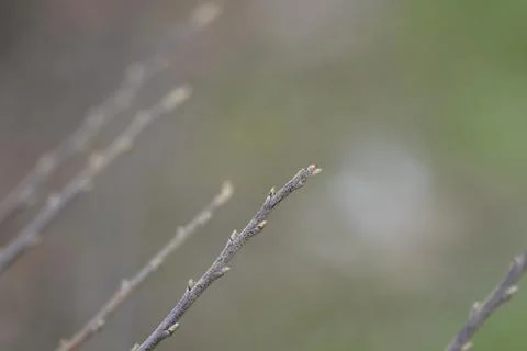 Bearberry cotoneaster Stock Photos