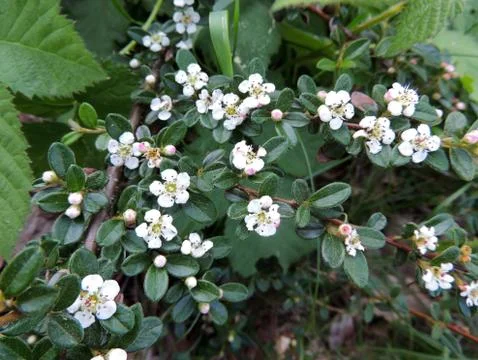 Bearberry cotoneaster in spring during flowering Stock Photos