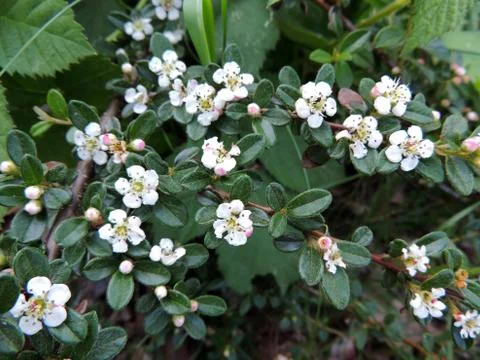 Bearberry cotoneaster in spring during flowering Stock Photos