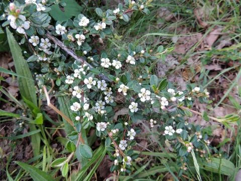Bearberry cotoneaster in spring during flowering Foto stock
