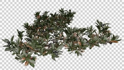 Bearberry Stock Photos