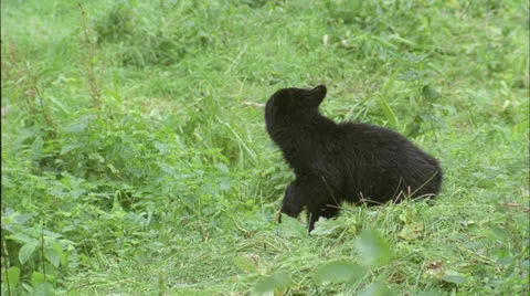 Bear,Black,Cub runs,brush,river,Ak Stock Footage 25631397