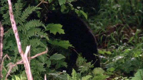 Bear,Black,cub,brush,close,Ak Stock Footage 25631068