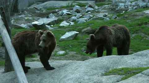 Bearcubs play fighting Stock Footage 49184681
