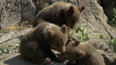 Bearcubs Playing and Biting each other on Rock Vídeo Stock 134654954