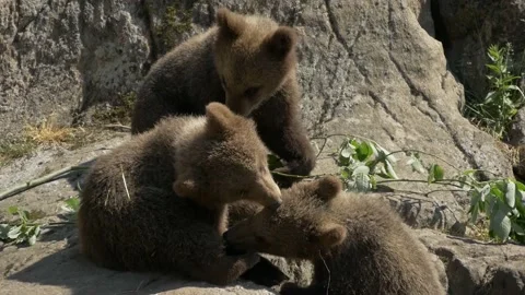 Bearcubs Playing and Biting each other on Rock | Slowmotion |4k Vídeo Stock 134654983