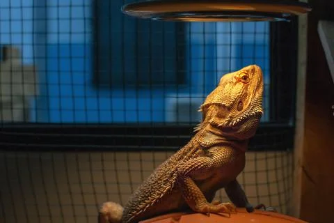 Beard dragon exotic get uvb vitamin from light. Foto stock