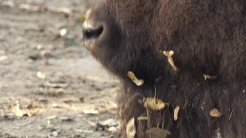 A beard with leaves stuck in it. Head in profile of a ruminant. Nose and mouth Stock Footage 301049261