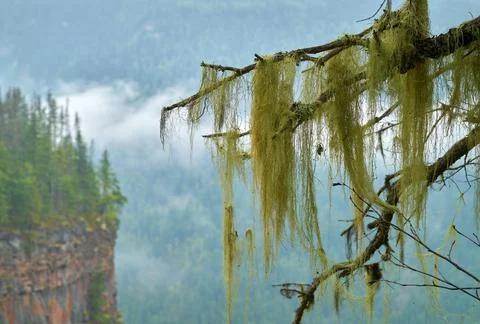 Beard Lichen on a Branch Stock-Fotos