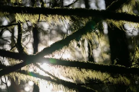 Beard Lichen Growing on Tree Branches Stock Photos