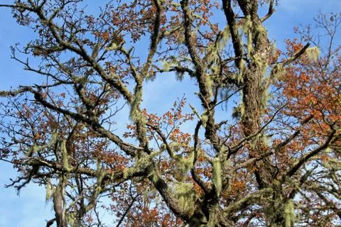 Beard lichen growing on tree, Chile Stock Photos