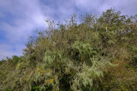 Beard lichen growing on trees in the forest, Lagoa do Peixe National Park, Rio Stock Photos