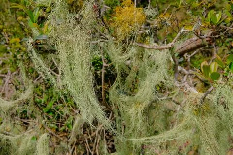 Beard lichen growing on trees in the forest, Lagoa do Peixe National Park, Rio Stock Photos