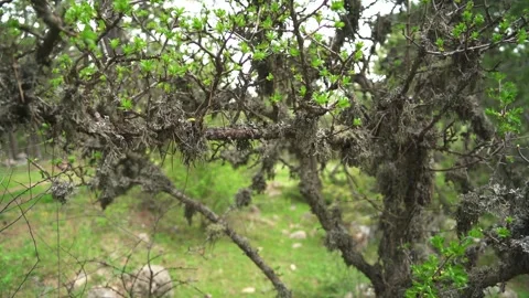 Beard lichen hangs from spruce tree - Botanical Surface and Fruticose Pattern Stock Footage 339800477