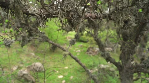 Beard lichen hangs from spruce tree - Botanical Surface and Fruticose Strands Stock Footage 339800938