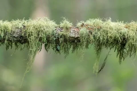 Beard lichen Usnea drapes from tree branch in misty alpine pristine forest .. Stock Photos