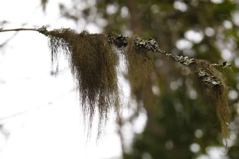 Beard lichen Usnea hanging from a tree branch in a forest Stock Photos