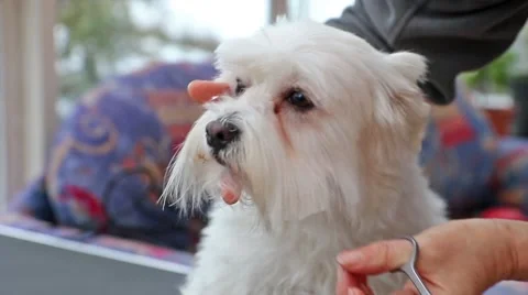 Beard trimming of the dog Video stock 58951588
